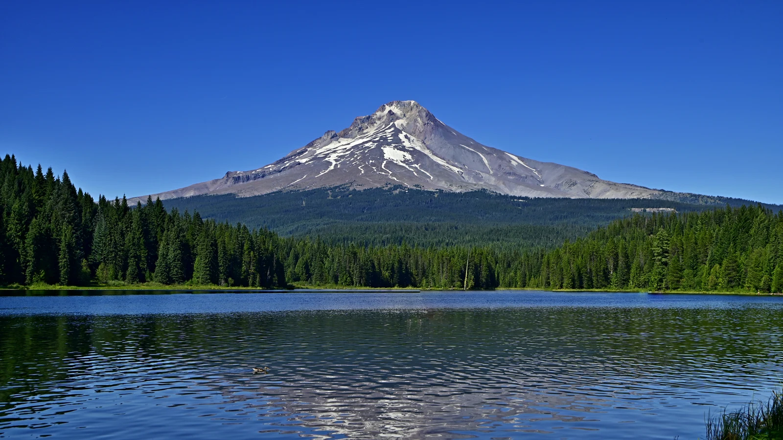Oregon wooded land and mountains