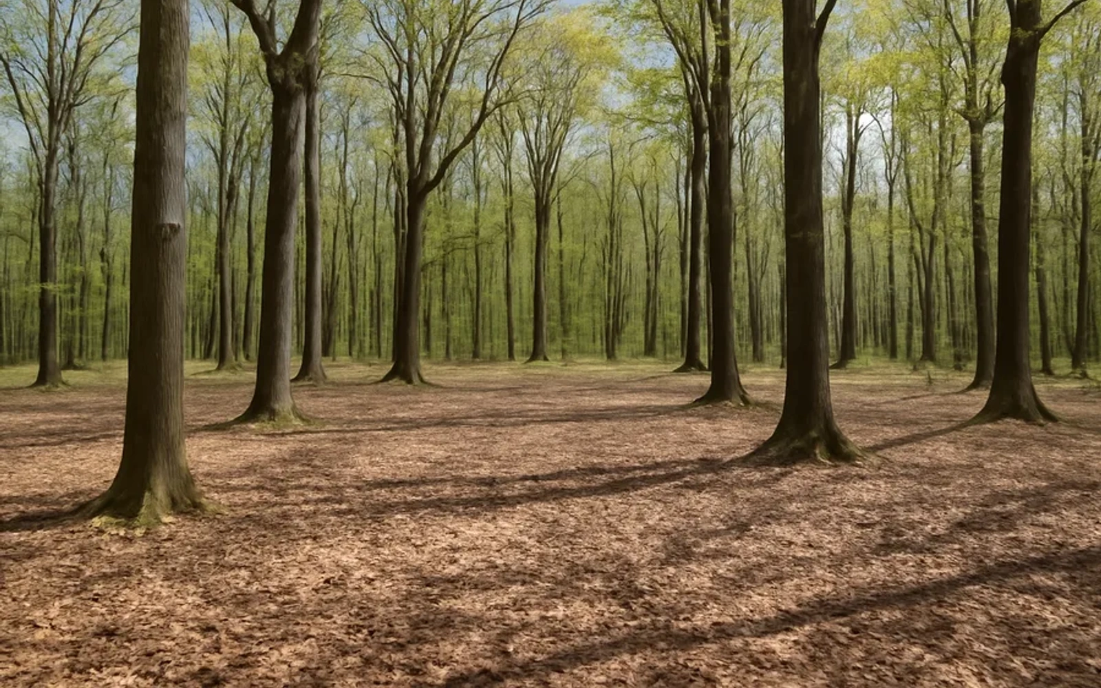 Wooded land in Gresham